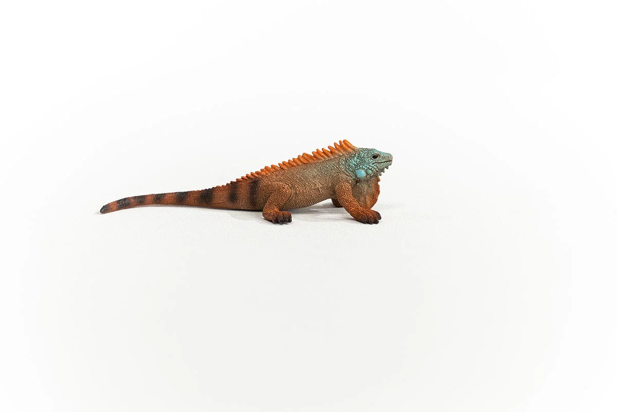 Miniatura 6